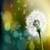 Dandelion Live Wallpaper Free
