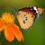Butterfly Wallpaper Fre