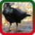 Crow Ringtones