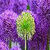 Beautiful Dandelion Wallpaper HD