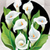 Calla Photo Collage