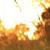 Nature Live Wallpaper 60