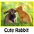 Cute Funny Rabbits Backgrounds Android