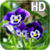 Pansy flowers Live Wallpaper