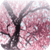 Cherry Blossom  Live Wallpaper