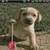 Funny Doggy Live Wallpaper