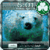 iPhone Polar Bear GoLocker XY