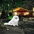 Snowy Dog Live Wallpaper