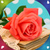 Popular Rose Flower Live Wallpapers