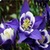 Bell Flowers Onet Classic Game