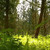 Nature Live Wallpaper 3