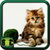 Cats Images Photos