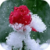 Snowed Rose Live Wallpaper
