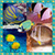 Fish Photo Collage Maker Free