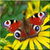 Butterfly Wallpapers : Butterflies Wallpaper