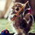 Dancer Cat Live Wallpaper