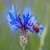 Red Ladybug and Corn Flower Live Wallpaper