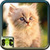 Free Cat Wallpaper For Phone