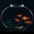 GoldFish in Aquarium
