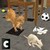 Cat Alone At Home