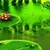 LADY BUG POND LWP