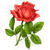 Rose Wallpapers HD v1