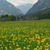 Flowers In Field Live Wallpaper