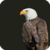 Beautiful Eagle Live Wallpaper HD