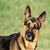 Dog First Aid Methods