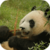 Panda Bear Live Wallpaper