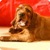 Laky Dog Puppies LiveWP