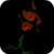 Great Rose Candle Live Wallpaper