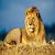 LionWallpapers