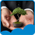 Free Bonsai Live Wallpapers
