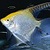 Fish Water Ripples LWP