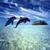 Lovely Dolphins Cute Live Wallpaper