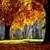Forest Autumn Live Wallpaper