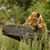 Wild Nature Live