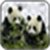 Panda Images_1