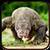 Komodo Dragon Lizard Rampage