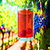 Healthy Drinks