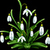Snowdrops Photo Collage