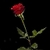 Love Wallpaper - Wallpaper