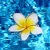 FLOATING FLOWER LIVE WALLPAPER