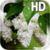 Flower Lilac Drops LWP
