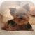 iPet Dogs