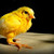 Funny Exotics Animals babies HD Wallpaper