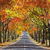 Autumn trees in courtyard Wallpaper