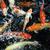 Koi Live Wallpaper active