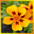 Awesome Flowers Live